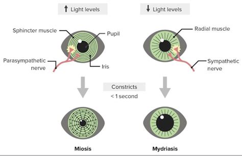 the structure For the constriction of the pupil in bright light ...