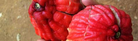 Image result for Bush Apple Tree