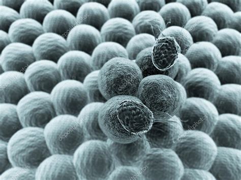 Image result for Lymphocytes Cancer