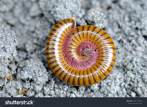 Phylum Of Millipede
