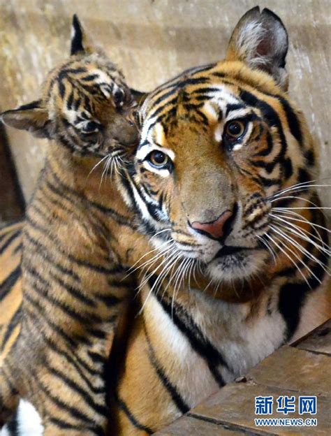 南京红山动物园虎妈妈顺产4只小虎崽(组图)_科学探索_科技时代_新浪网