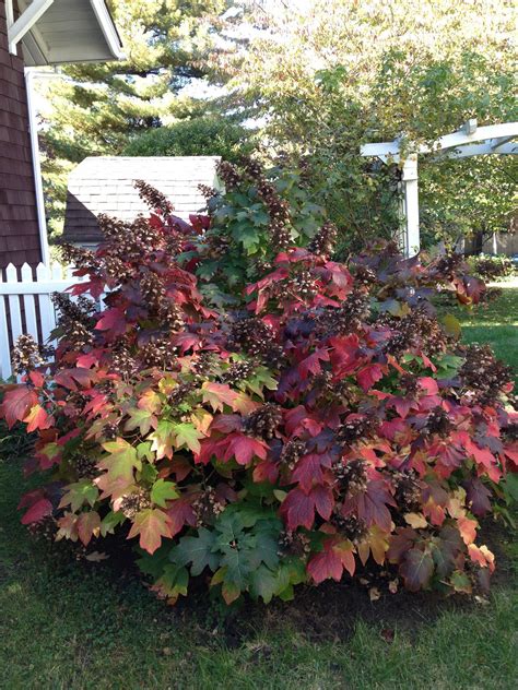 Oak Leaf Hydrangea Planting Ideas