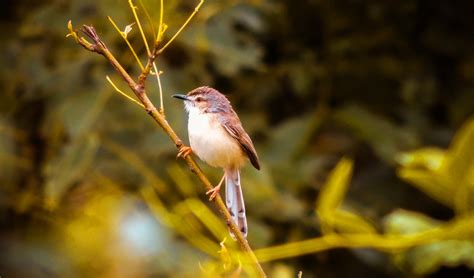 Jenukallu Gudda Trek Sakleshpur - Book Now @ Rs.1000 (24% off)