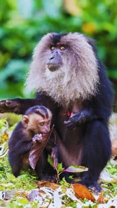 9 rare animals to spot in the Western Ghats and where to find them