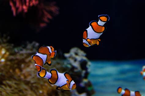 Saltwater Fish Photos Aquarium Aquarium Saltwater Fish | World Wide