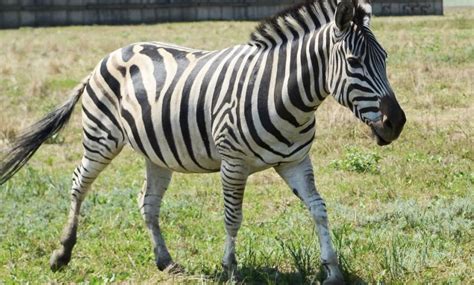 zebra 的图像结果