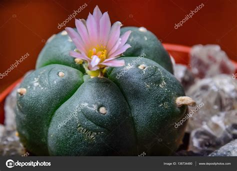 Lophophora Williamsiii floreciente - Peyote cactus — Foto de stock ...