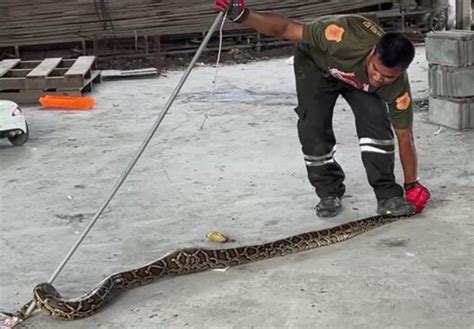 Image result for Chai or Python in Oneshor