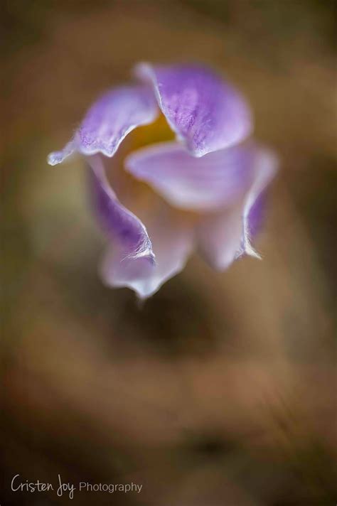 Pasque Flower {South Dakota State Flower} - Cristen Joy Photography