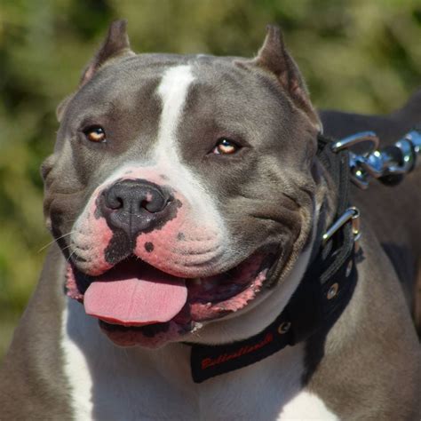 Xxl Bully Price Pocket American Bully On Youtube