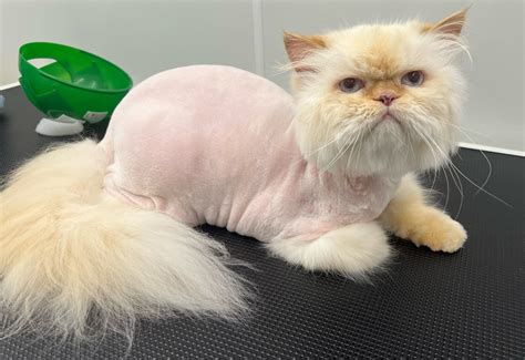 Interesting Cat Hair Cuts