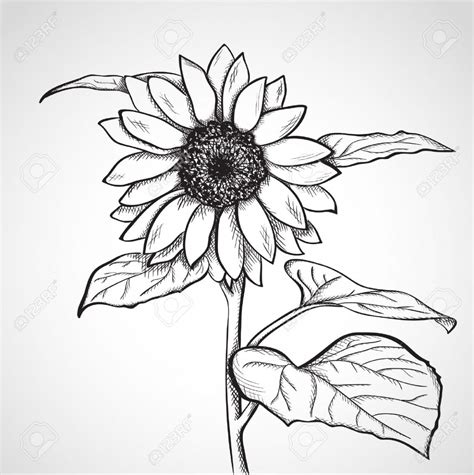Sunflower Outline Drawing at PaintingValley.com | Explore collection of ...