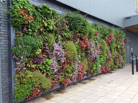Preserved green wall - LIVING - hedera screens - natural / foliage / flower
