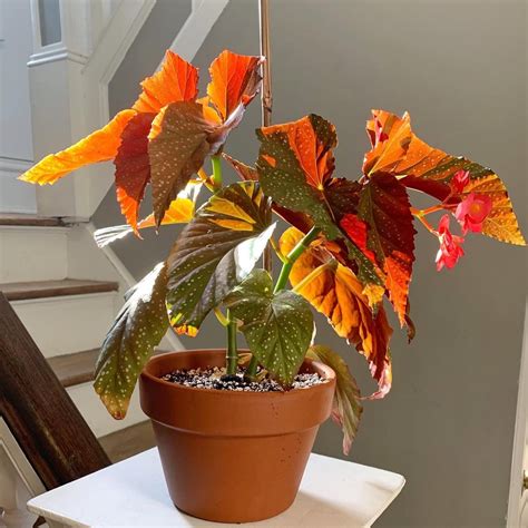 A Guide to Indoor Begonia Plants: Types and Varieties | Houseplant Alley