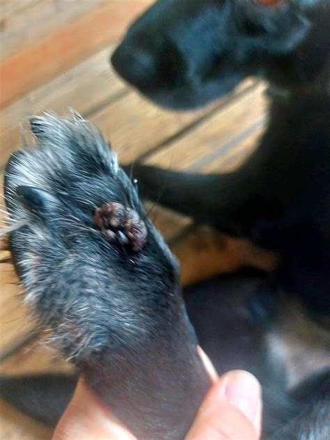 What is this growth on my dog’s paw? : r/DogAdvice