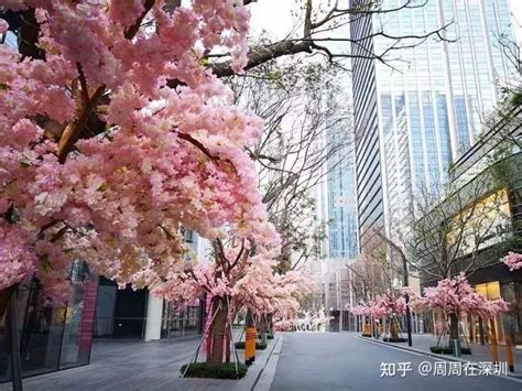 2021年无锡樱花预报出炉 3月10日左右将提早绽放 - 江苏首页 -中国天气网