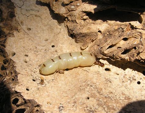 Termites - The Australian Museum