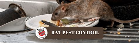 Pest Control For Rats | Pest Control Services In Delhi NCR
