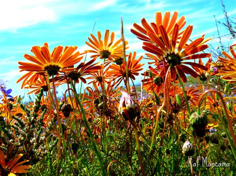 Spring Flowers | My Slow Journey