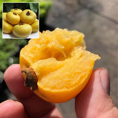 Gold Fruit Plant (Diospyros Decandra) – veliyathgardens