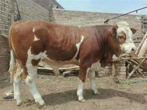 肉牛养殖 - 山西农业 - 种牛 - 中国三农网