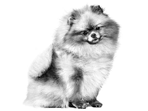 Pomeranian | Royal Canin IN