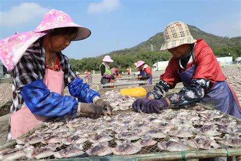 温岭：鱼鲞加工生产忙 备足货源保供应-台州频道