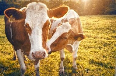 How supplements assist in healthful wholesome cattle – Sukadev Animal Care