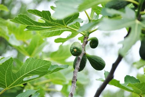 Fig Tree Not Fruiting 的图像结果