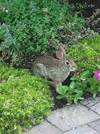 Image result for Bunny Bed