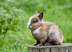 Image result for Dwarf Bunny Species