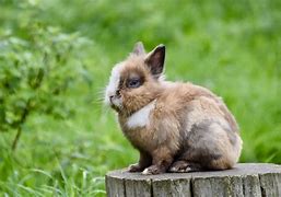 Image result for Free Dwarf Bunny's