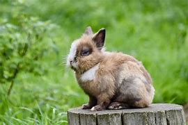 Image result for Black and White Dwarf Bunny