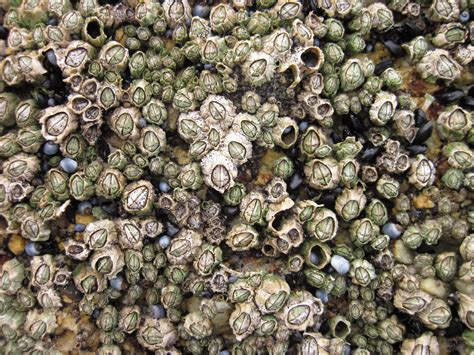 Arthropods – Six-plated Barnacle – Barwon Bluff