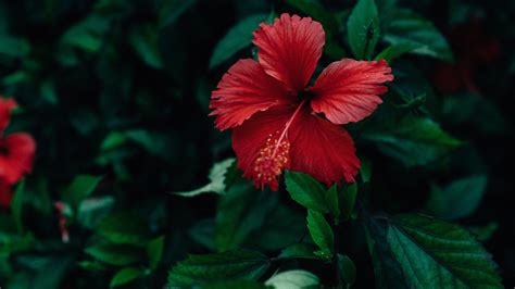 Hibiscus: Nature's Answer to Hormone Balance and More - Porhy Potion