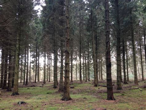 The Art of Forests | LinkedIn