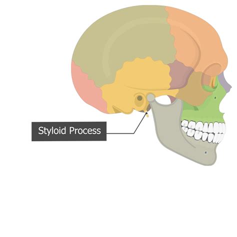 Image result for Styloid Process of Temporal Bone Inferior View
