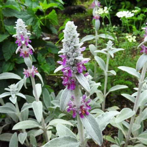 Lambs Ear Plant Care: How To Grow Stachys Byzantina