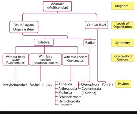 Fill the concept map of classification of animal kingdom. Animal ...