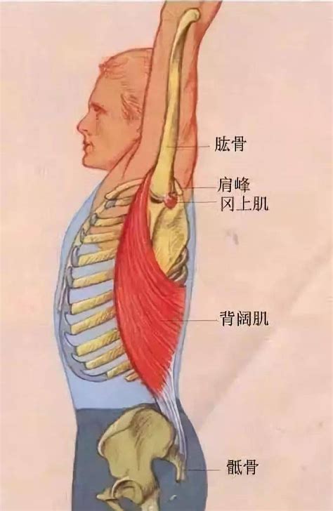腰背肌锻炼6个动作,腰背肌训练示意图,腰背肌锻炼图片(第5页)_大山谷图库