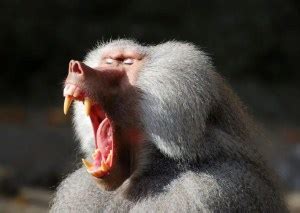 Image result for Baboon Behavior