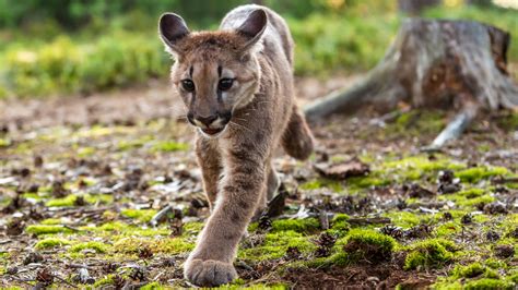 Mountain Lion Cub Experiences Joy While Eating Hard-Boiled Egg