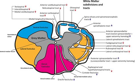 The tracts, cytoarchitecture, and neurochemistry of the spinal cord - Tan - 2023 - The ...