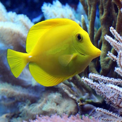 Image result for Fish Shell Scripting