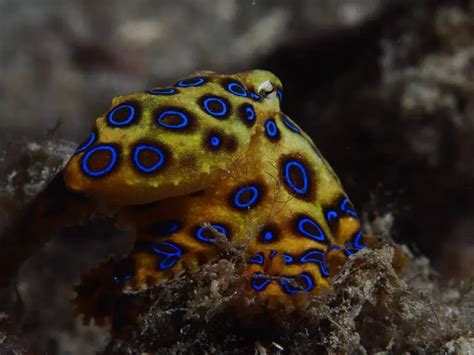 Image result for Blue-Ringed Octopus Size
