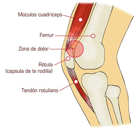 Así es como funciona la rodilla