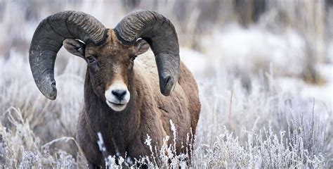 Bow Down to Our Country's 50 State Animals