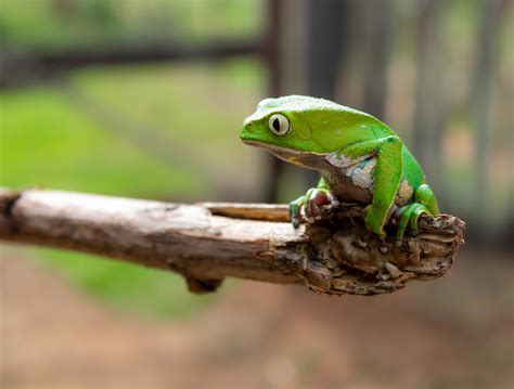 11 Difference Between Reptiles And Amphibians & Characteristics