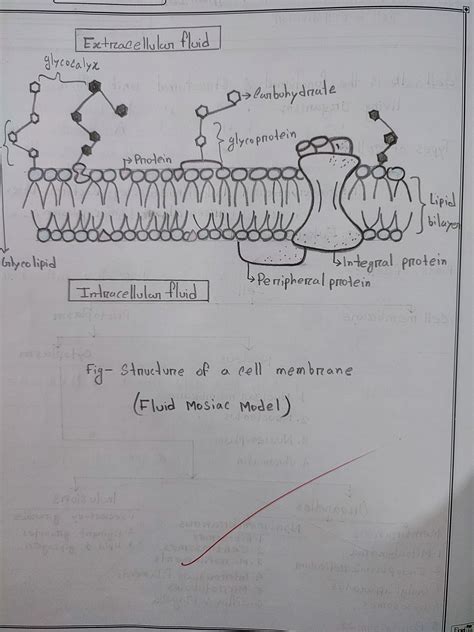 Cell Membrane: Fluid Mosaic Model