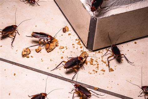 Cockroach Infestation 的图像结果